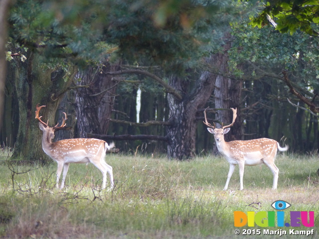 FZ019634 Two Fallow deer (Dama dama)